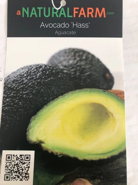 Avocado Tree Grafted Free Shipping. Cold tolerant when mature